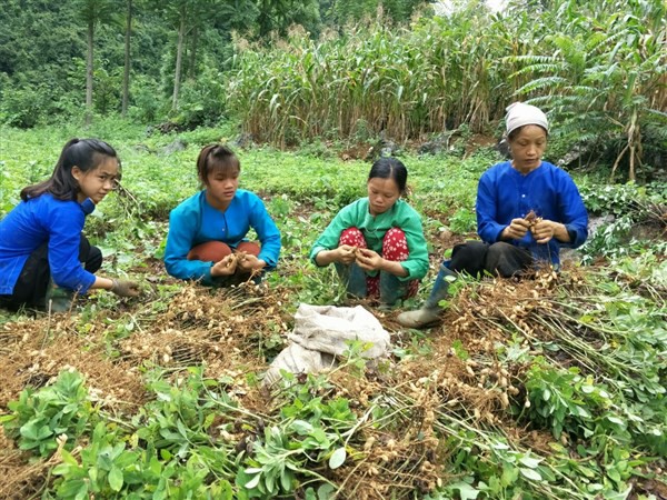 Người dân xã Thượng Thôn (Hà Quảng) trồng lạc đem lại hiệu quả kinh tế cao.
